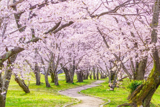 桜